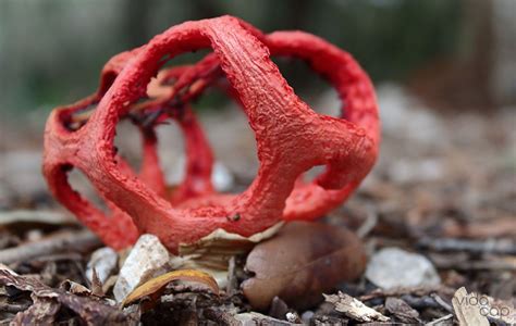 The Coolest Mushrooms From All Around The World