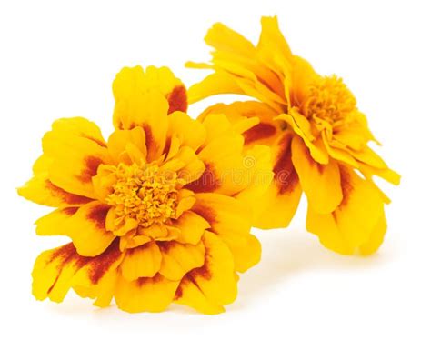 Yellow Flowers Stock Image Image Of Bunch Botany Vibrant 15068107