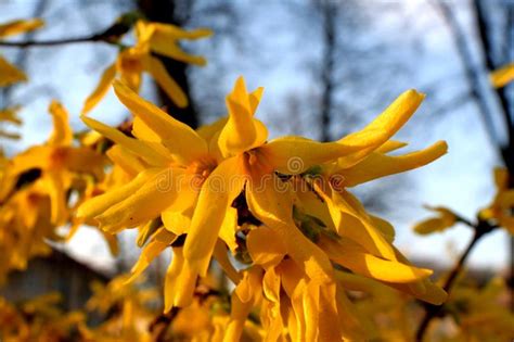 Mahonia nervosa 6 2' x 4' native evergreen. Yellow Flowering Bush, In Spring Stock Photo - Image of ...