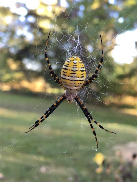 Female Argiope Trifasciata Banded Garden Spider In Westerville Ohio