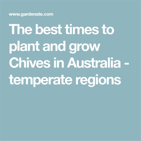 The Best Times To Plant And Grow Chives In Australia Temperate