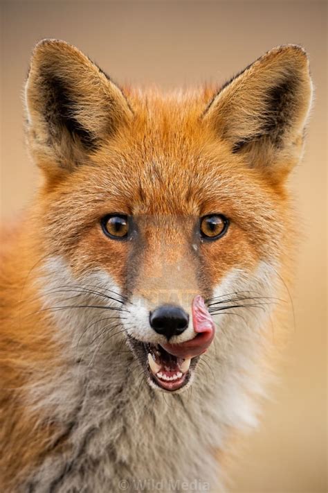 Close Up Of Head Of A Red Fox Vulpes Vulpes Looking Straight To The Camera License