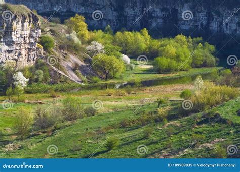 Trees With Young Leaves And Flowering Trees In A Canyon Stock Image