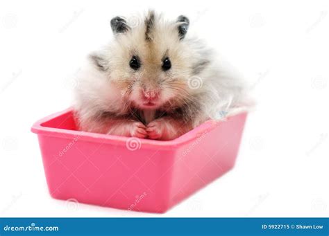 Syrian Hamster 2 Stock Image Image Of Cute Isolated 5922715