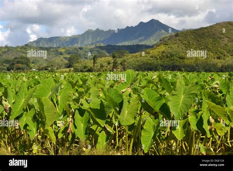 Taro Plantation Colocasia Esculenta Fotos E Imágenes De Stock Alamy