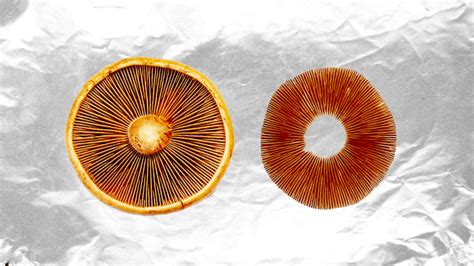 How To Make A Mushroom Spore Print For Identification Mushroom Site