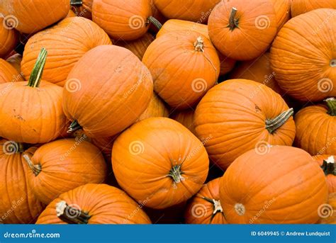 Piles Of Pumpkins Picture Image 6049945