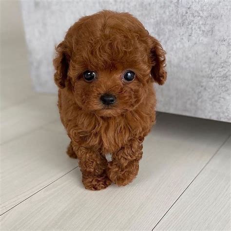 Teacup Poodle Puppies For Sale For Sale Adoption From Dundas Alaska