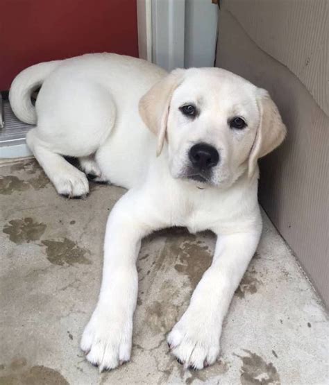 White Labrador Puppies For Sale In California Puppies
