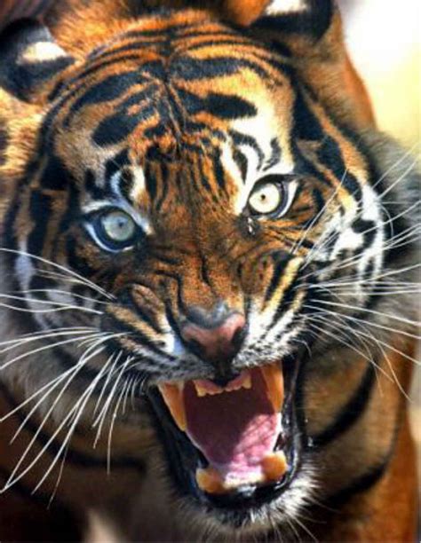Abyssiniantiger Picturehow To Scare Off Your Neighbors