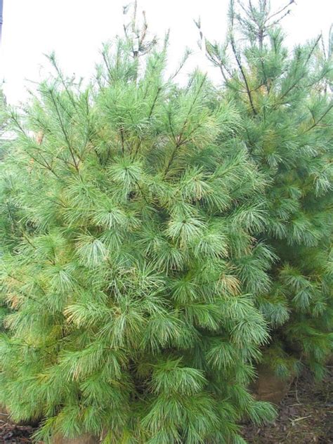 Pinus Strobus Radiata Pin Blanc Pin De Lord Weymouth Conifères