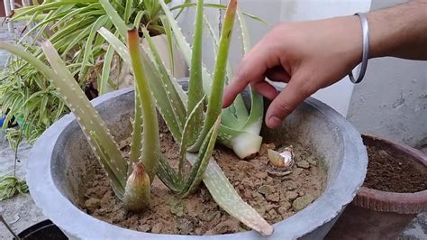 Save Broken Aloe Vera Transplanting Aloe Vera Part Youtube