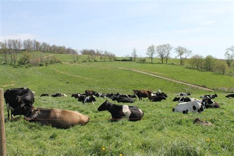 Like livestock, score your pasture condition - Farm and Dairy