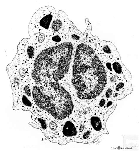 Basophilic Granulocyte Poja Collection Microscopic Anatomy