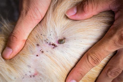 How To Prevent And Treat Fleas And Ticks On Your Pet A Complete Guide