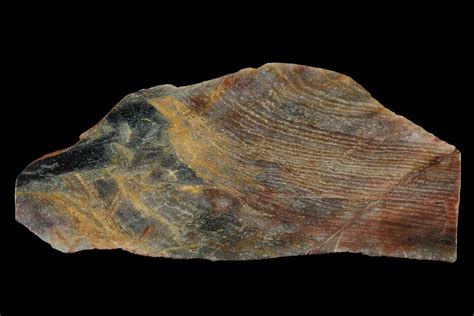 62 Polished Archean Stromatolite Fossil Western Australia 150686