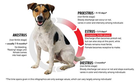 Dog Heat Cycle Vetsavers Pet Hospital