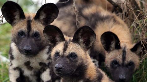 Most popular dog food for diabetes: Rare African wild dogs make public debut at Port Lympne ...