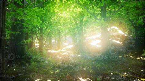 Morning In The Misty Spring Forest With Sun Rays 5764981 Stock Photo At