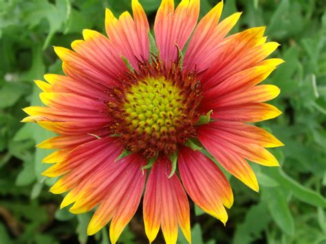 There is one healthy fear that is the cure for every single unhealthy fear and that is the. Gaillardia pulchella (Fire Wheel) | World of Flowering Plants