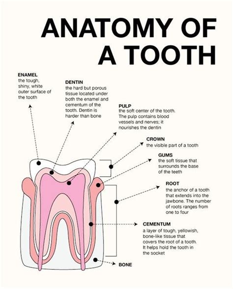168 Best Dental Anatomy Images On Pinterest Dental Anatomy Teeth And
