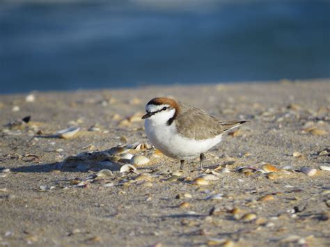 Little Terns And Other Beach Nesting Birds — Atlas Of Life