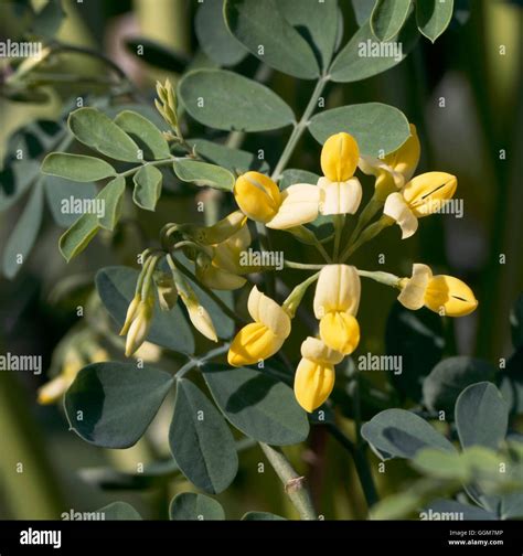 Coronilla Glauca Citrina Yellow Shrub Subsp Valentina Flowering