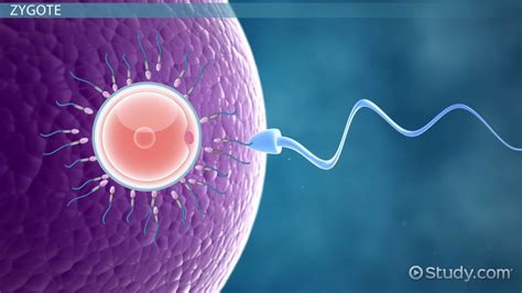 Ovulation And Fertilization Medical Terminology Video And Lesson