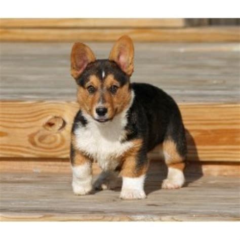 We are a small kennel devoted to breeding and raising exceptional pembroke welsh corgi puppies for responsible buyers. Forrest Hill Farm, Pembroke Welsh Corgi Breeder in ...