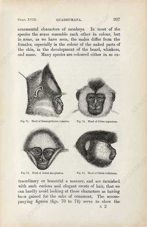 Darwin On Sexual Selection In Primates 1871 Stock Image C040 0862 Science Photo Library