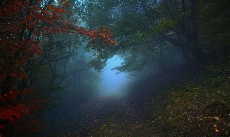 Nature Landscape Path Mist Forest Morning Leaves Trees Hill