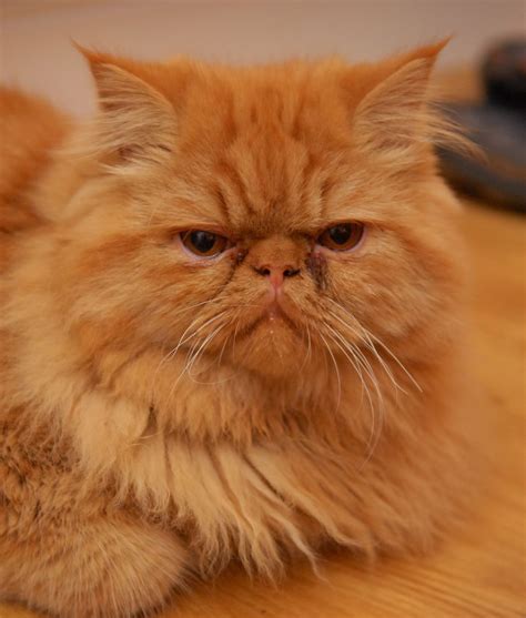 25 Cats With Smushed Faces Cats Ginger Cats