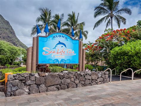 Sea Life Park Hawaii Opening Hours Address Tickets Shows Etc