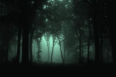 Top 9 Haunted Forests In The United States World Top Top