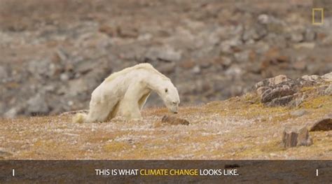 National Geographic Admits Lying To Its Readers About The Dying Polar