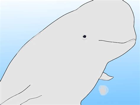 Beluga Drawing By Orcasrthebest On Deviantart