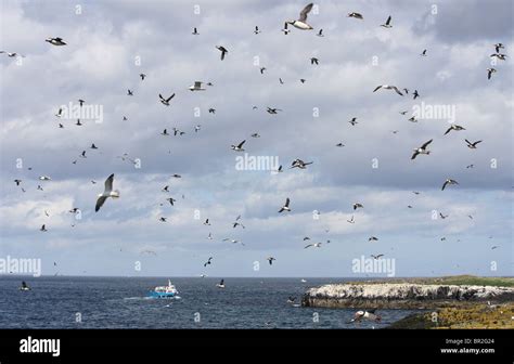 English Sea Birds High Resolution Stock Photography And Images Alamy