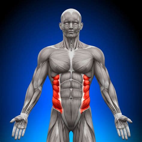The vertebral column, rib cage, and muscles of the back and abdomen. What Is Rib Flare (& How To Prevent It) - BuiltLean