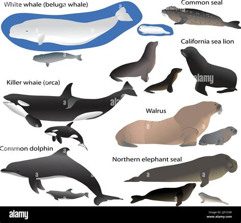 Collection Of Marine Mammals And Its Cubs In Colour Image Sea Lion