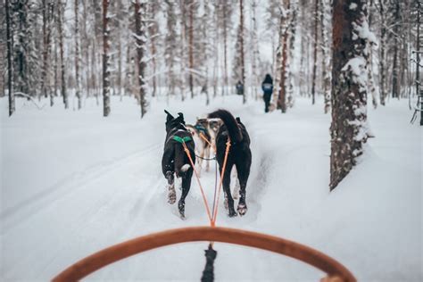 Dog Sledding In Finland The Best Husky Safari In Lapland Our Taste