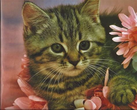A Tabby Kitten With Flowers Download Hd Wallpapers And Free Images
