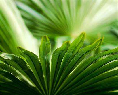 Palm Leaves Leaf Flowers Macro Plants Wallpapers