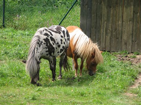 Pin By Kathy Seelig On Adorable Ponies Shetland Pony Miniature Horse