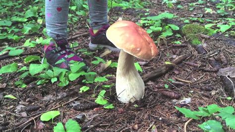 2015 Mushroom Hunting 5 Porcini Boletus Edulis King Bolete Mushroom