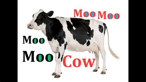 Cow Sounds Sound Effects Mooing Moo Loudly Song Songs Videos For