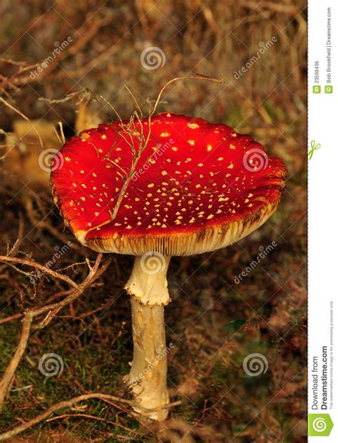 Fly Agaric Mushroom Amanita Muscaria Stock Photo Image
