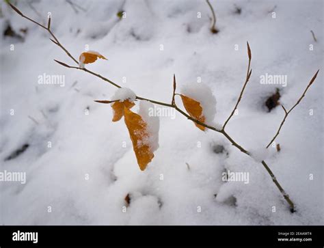 Young Beech Tree Saplings In Snow Stock Photo Alamy