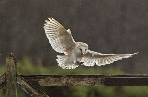 Barn owls (tyto alba) in western north america: 10 Fascinating Facts About Owls