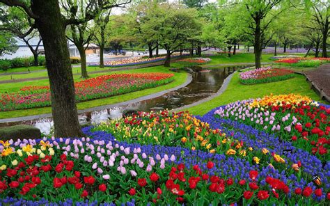 Flowers In Park Wallpapers Wallpaper Cave