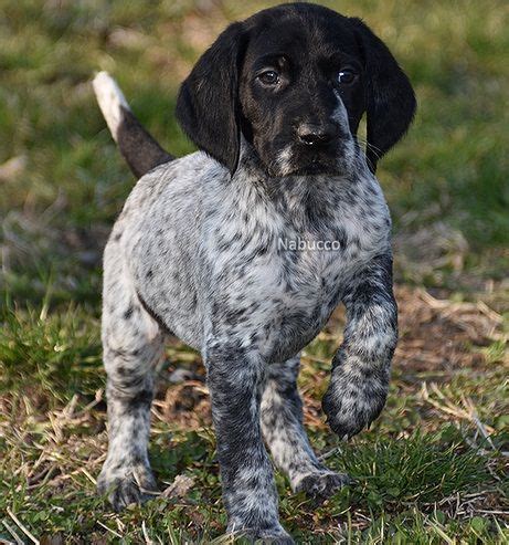 Fritz is loyal, obedient, respectful and active! German Shorthaired Pointer For Sale in Colorado (9)